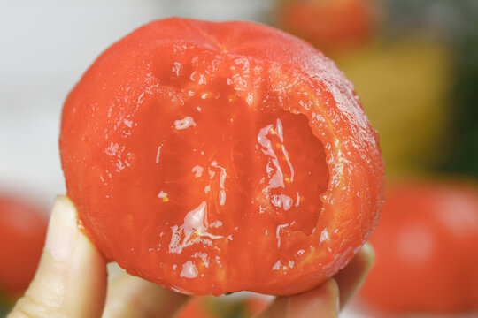 Freshly picked ripe tomato half showing juicy red flesh and seeds in hand