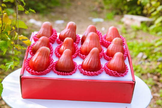 Fresh Red Wax Apples in Gift Box with Protective Mesh Packaging - Premium Tropical Fruit Display