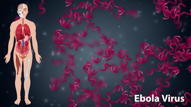 Ebola Virus Pathogen Animation with Human Anatomy Diagram and Floating Microbes