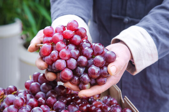 Fresh Red Grapes from Turpan Xinjiang Held in Hands - Quality Fruit Harvest