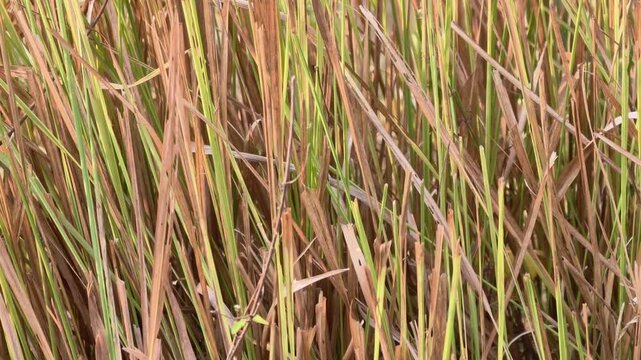 Tall wild marsh reeds starting to turn yellow swaying heavily in the strong wind