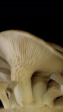 Time-lapse of a cluster of white mushrooms sprouting rapidly in a dark environment.