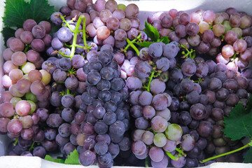 Naklejka premium Fresh Harvested Purple Grapes from Xinjiang Vineyards with Green Leaves in White Container