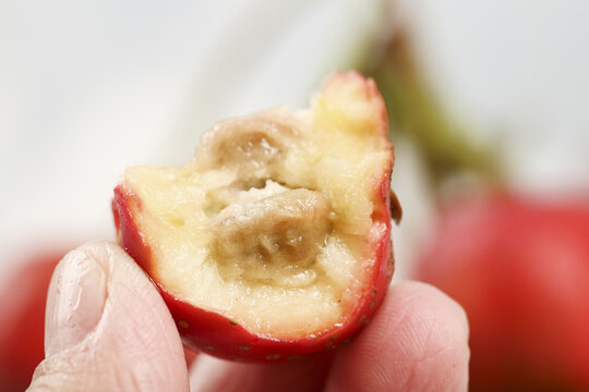 Fresh Hawthorn Fruit Cut Open Showing Interior Flesh and Seed in Hand