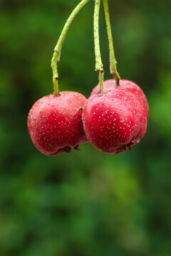 Fresh Red Cherries with Water Droplets on Branch - Ripe Summer Fruit Close-up