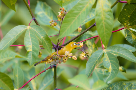 Oriental white-eye perched among flowering branches while feeding on nectar in tropical vegetation near Maskeliya, Sri Lanka.