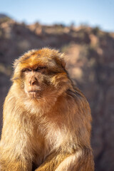 Close up of a barbary macaque (Macaca sylvanus) at Ouzoud Falls, Morocco  © Angela