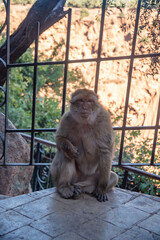 Barbary macaque (Macaca sylvanus) in front of a fence at Ouzoud Falls, Morocco  © Angela
