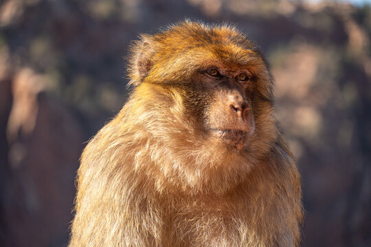 Close up of a barbary macaque (Macaca sylvanus) at Ouzoud Falls, Morocco

