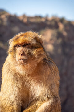 Close up of a barbary macaque (Macaca sylvanus) at Ouzoud Falls, Morocco
