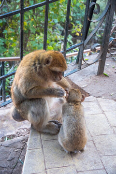 Barbary macaque (Macaca sylvanus) grooming a baby at Ouzoud Falls, Morocco
