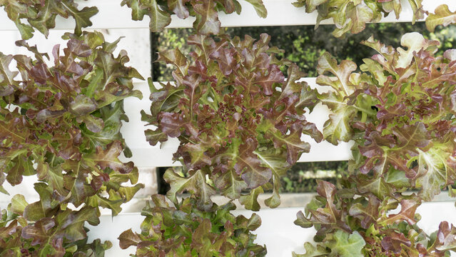 Lettuce hydroponic green red leaf vegetable organic fresh salad farm Hydroponic lettuce green red leaf vegetable organic fresh salad farm growing healthy nutrition background pattern