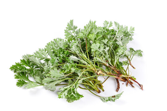 Wild Chinese Medicinal Herbs with Roots Traditional Medicine Ingredients