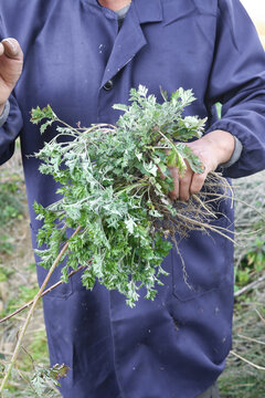 Traditional Chinese Medicine Practitioner Holding Freshly Harvested Wild Herbs with Roots for Natural Healing