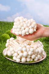 Fresh White Jade Mushrooms from Yunnan China - Small Edible Fungi Variety Displayed Outdoors on Green Grass © NgoVan