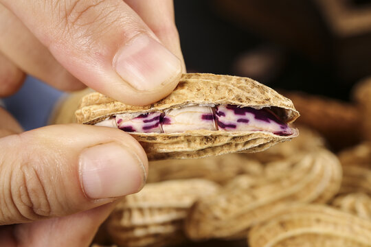 Fresh Purple Peanuts from Yunnan Plateau China Being Picked and Opened by Hand