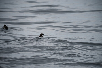 Fototapeta premium duck in the water