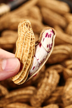 Fresh Yunnan Plateau Peanuts with Purple Skin - Hand Holding Picked Groundnuts in Shell