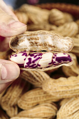 Obraz premium Fresh Purple Striped Peanuts from Yunnan Plateau China - Hand Holding Open Shell Showing Colorful Nuts