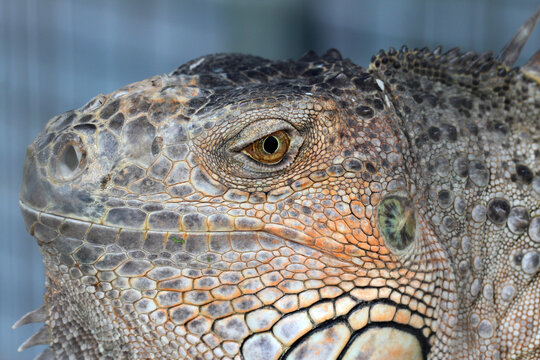 Macro close-up of an iguana head showing detailed scales and eye texture.