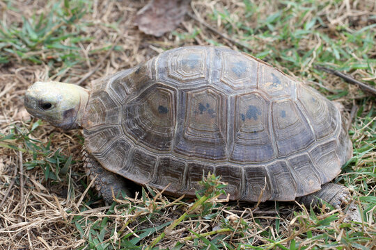 Full body side profile of a tortoise walking on grass and soil.