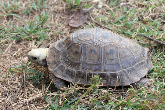Full body side profile of a tortoise walking on grass and soil.