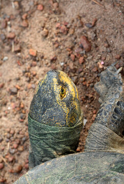 Close-up of a tortoise head and neck looking up on sandy ground.
