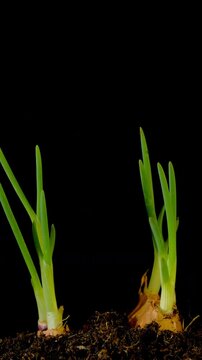 Growing onions time-lapse on dark fertile soil, symbol of business growth and success.