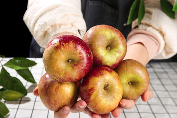 Fototapeta premium Fresh Organic Apples from Zhaotong Yunnan Held in Hands with Green Leaves Natural Healthy Food