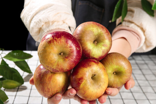 Fresh Organic Apples from Zhaotong Yunnan Held in Hands with Green Leaves Natural Healthy Food