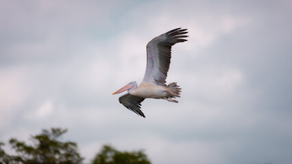 Spot-billed pelican in graceful flight above tropical forest in Udawalawe National Park, Sri Lanka. © Kolchanov