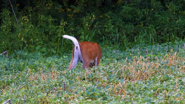 White-tailed buck in velvet defecating while feeding in a soybean field on a summer evening in Wisconsin.