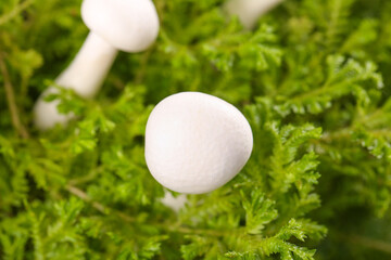 Fresh White Wild Mushrooms Growing in Green Moss Yunnan China Forest Floor Natural Edible Fungi © NguyenVan