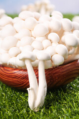 Fresh White Edible Mushrooms from Yunnan in Wooden Basket on Green Grass © NguyenVan