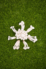 Fresh White Edible Mushrooms Arranged on Green Grass - High Quality Yunnan Jade Fungi Display © NguyenVan