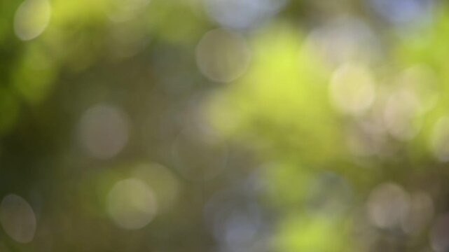 Abstract Blurred Green Nature Bokeh Background Video.