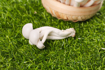 Fresh White Edible Mushrooms from Yunnan on Green Grass with Wicker Basket - High Quality Organic Fungi for Cooking © NguyenVan