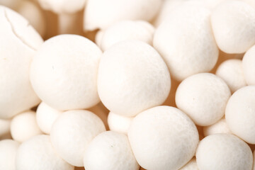 Fresh White Edible Mushrooms from Yunnan Province - High Quality Fungi for Cooking © NguyenVan