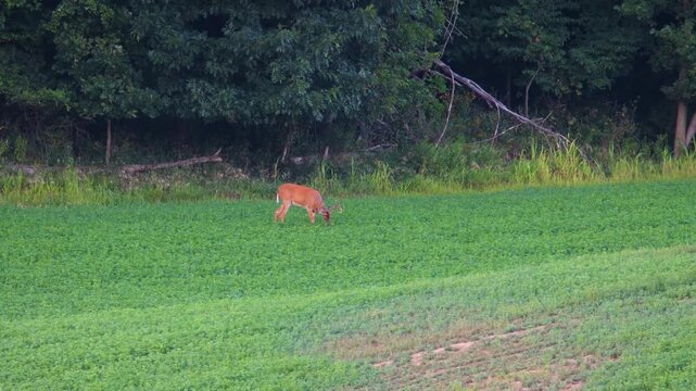Whitetail buck (Odocoileus virginianus) grazing in an alfalfa hay field on a summer evening in Wisconsin.