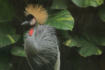 Naklejka premium portrait of a beautiful gray crowned crane