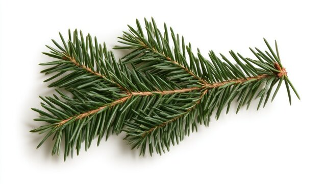 Close-up of a fresh green pine branch with needles on a white background.