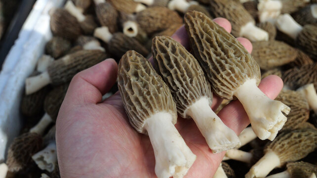 Fresh Yunnan Mountain Morel Mushrooms - Premium Wild Edible Fungi with Honeycomb Caps