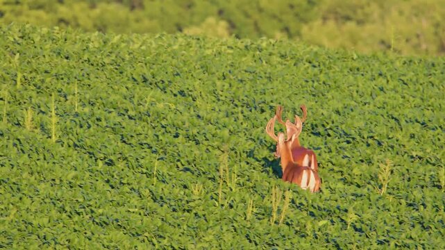 Whitetail bucks (Odocoileus virginianus) in velvet walking in a summer soybean field.