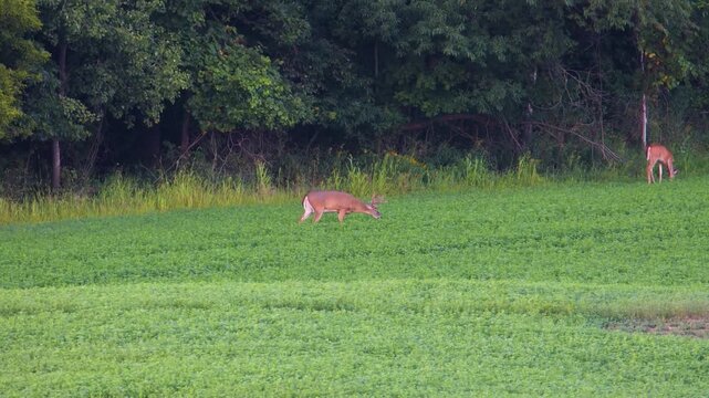 Whitetail bucks (Odocoileus virginianus) grazing in an alfalfa hay field on a summer evening.