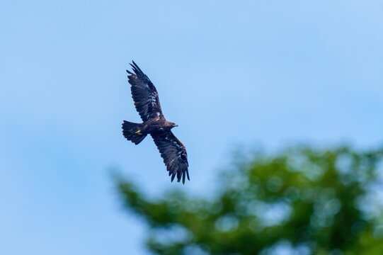 青空を優雅に飛翔する猛禽類 イヌワシの飛姿 自然と野生動物