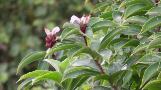 Crepe ginger plants with delicate white flowers