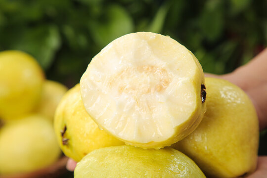 Fresh Guava Fruit Cut Open Showing Creamy White Flesh and Seeds in Hands