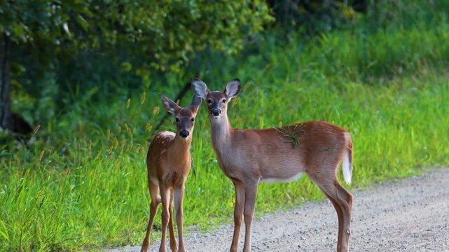 White-tailed deer fawns and doe (Odocoileus virginianus) on a rural gravel road in summer.