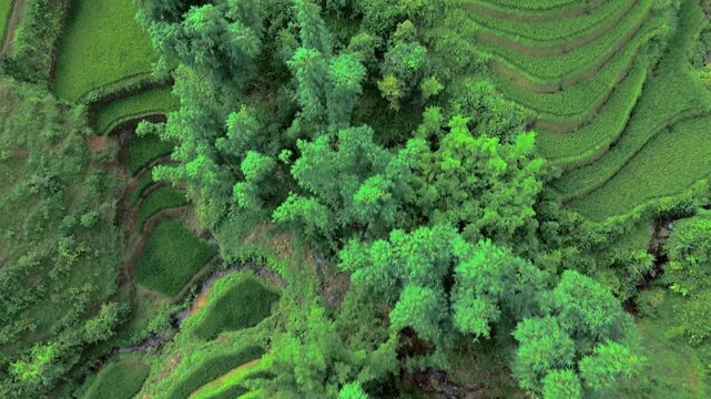 Layered rice terraces mixed with trees and vegetation hugging Vietnam hillside, Vivid green contours, aerial drone.