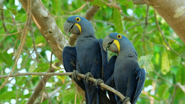 Two Blue And Yellow Hyacinth Macaws Perched On Tree Branch Together
